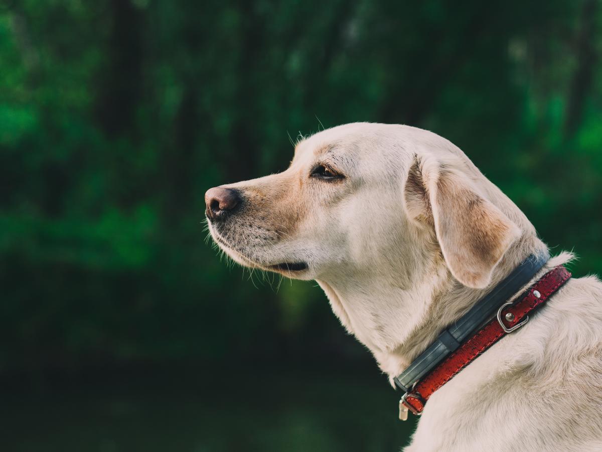 Ist Tramadol ein wirksames für Hunde? | Immune Vet