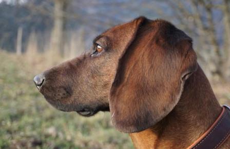 hund adenokarzinom dendritische zelltherapie