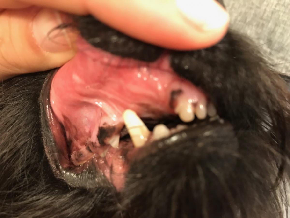 Dendritische Zelltherapie Hund Fibrosarkom Oberkiefer