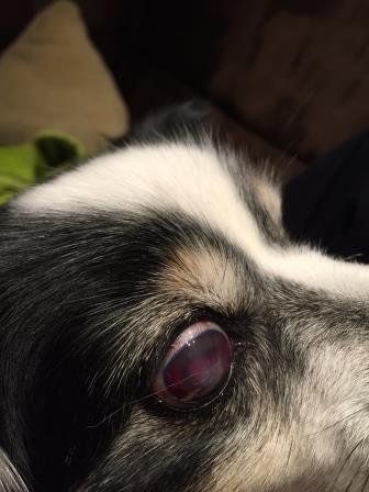 Melanom Hund Auge