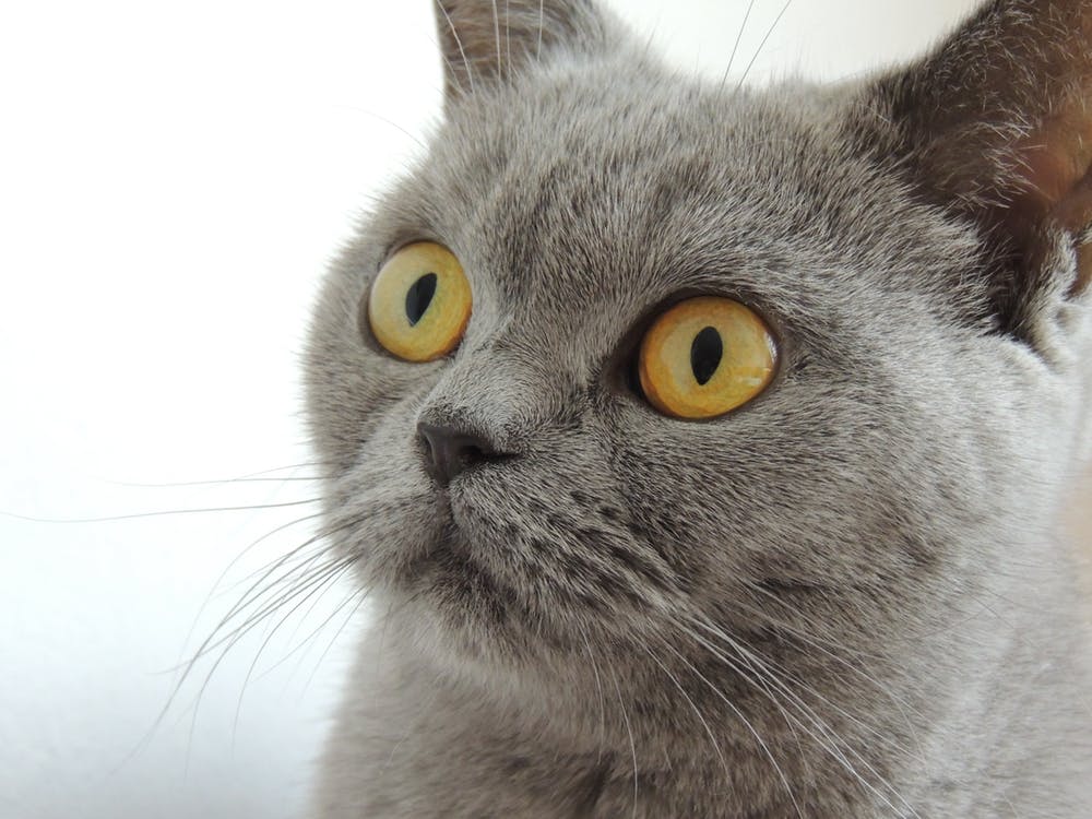 Der Mastzelltumor bei Katzen