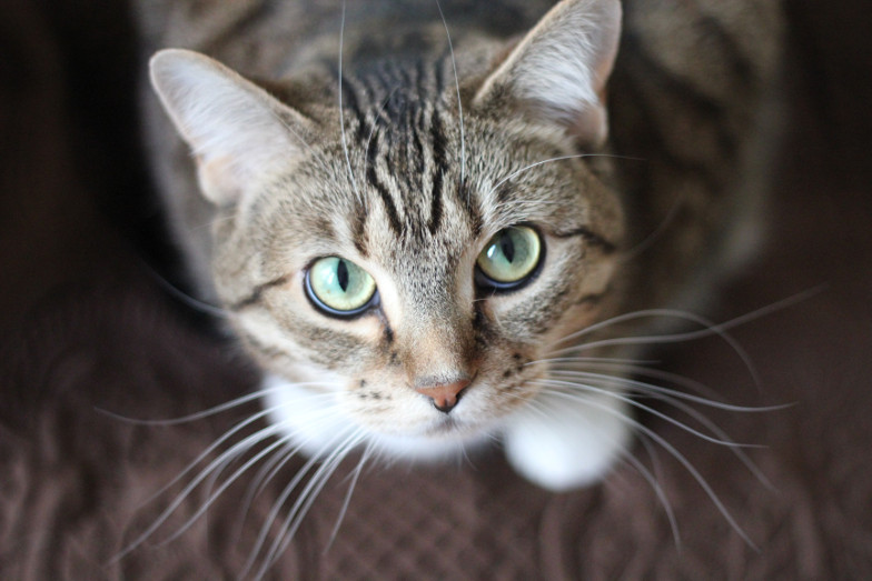 Hautkrebs Katze