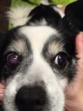 Melanom Hund Auge