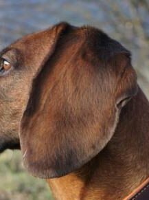 Hund Mastzelltumor Ohr Dendritische Zelltherapie