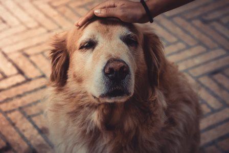 stock_alter_hund.jpg