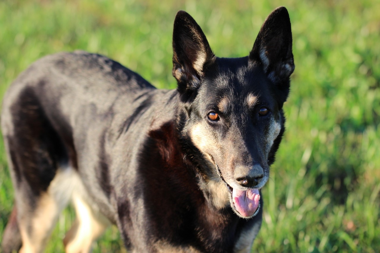 Schäferhund