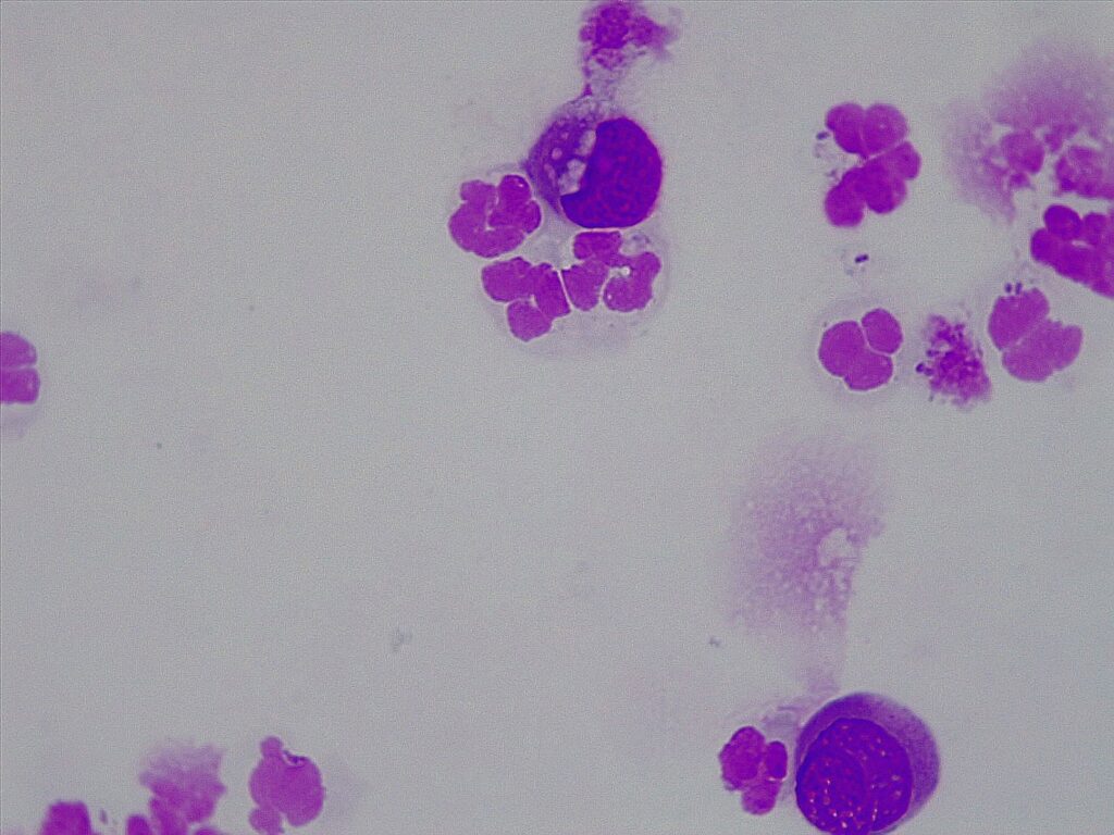 Immune Therapy Vet | Immuntherapie beim Karzinom in der Prostata des Hundes