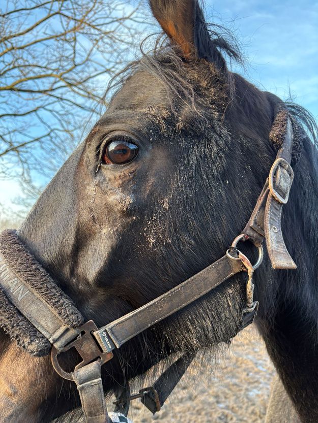 Equines Sarkoid in Abheilung
