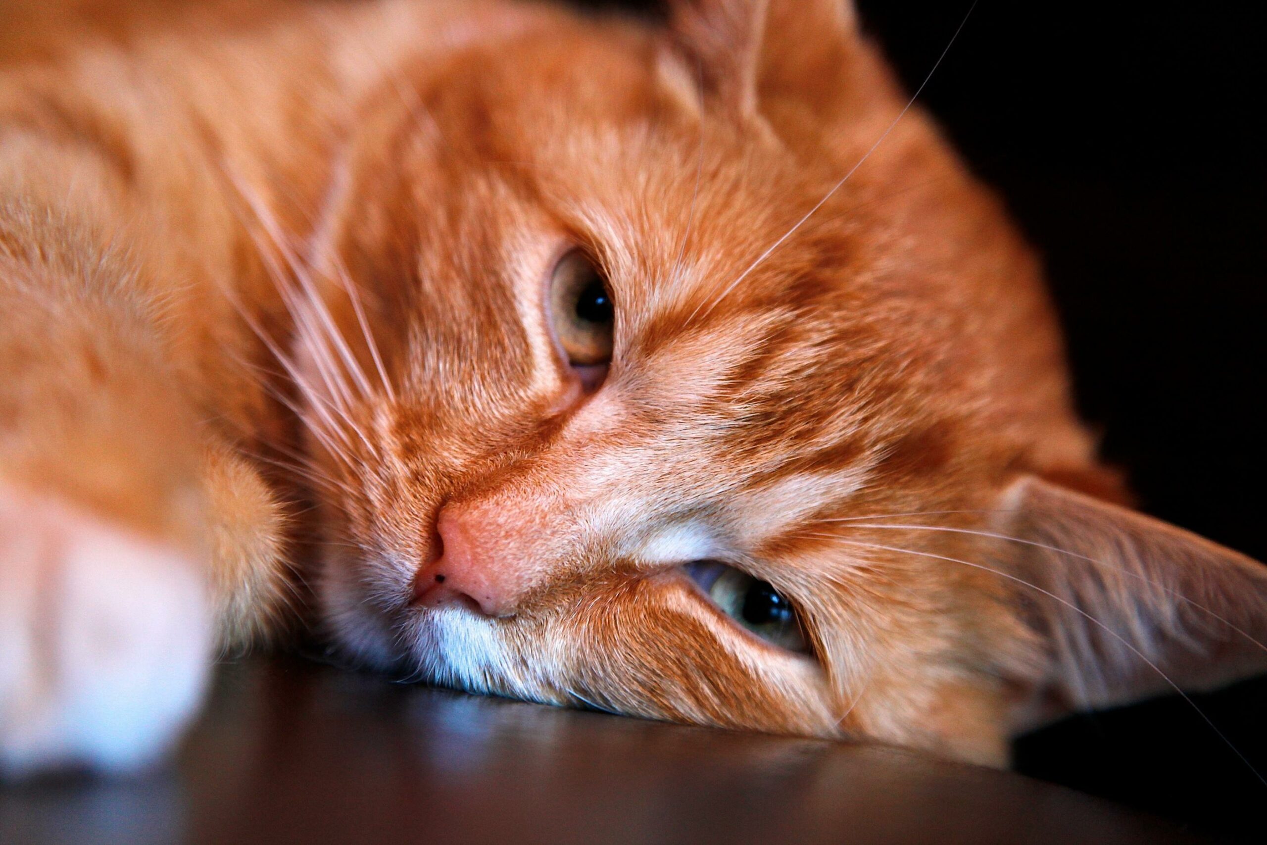 wache Katze