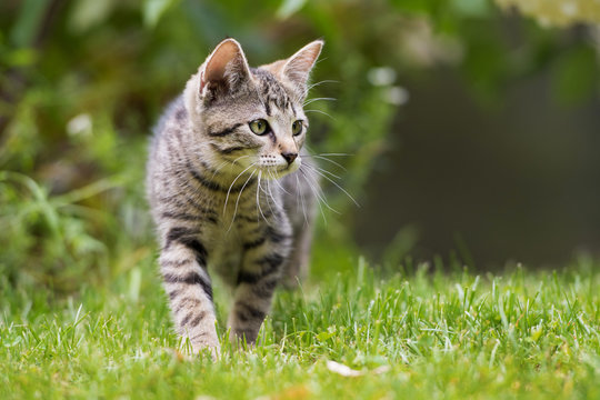 schleichschleich