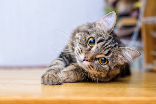 schmusige Katze