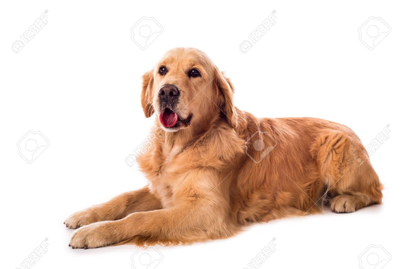 Fluffihund