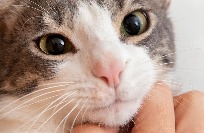 Katzennase