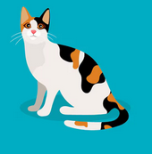 dreifarbige stilisierte Katze