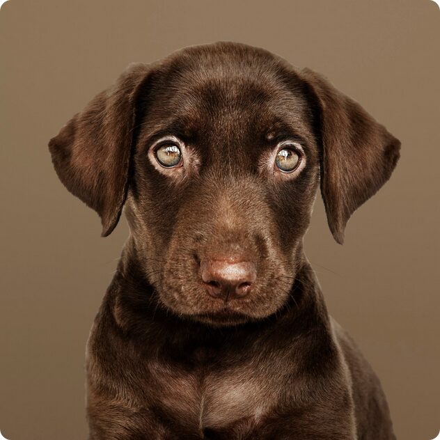 Lieber Hund