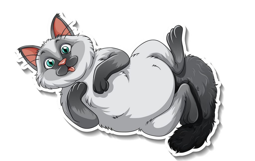 lustige Katze