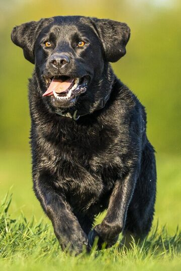 Aktiver Hund