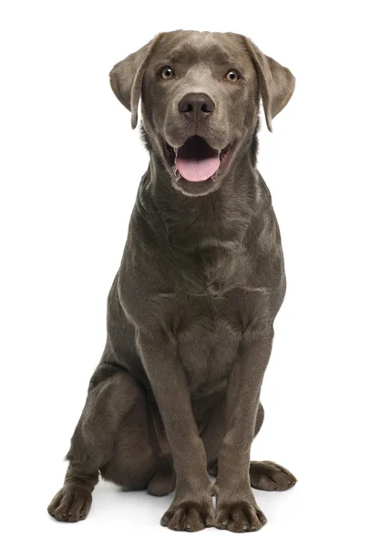 Aufmerksamer Hund