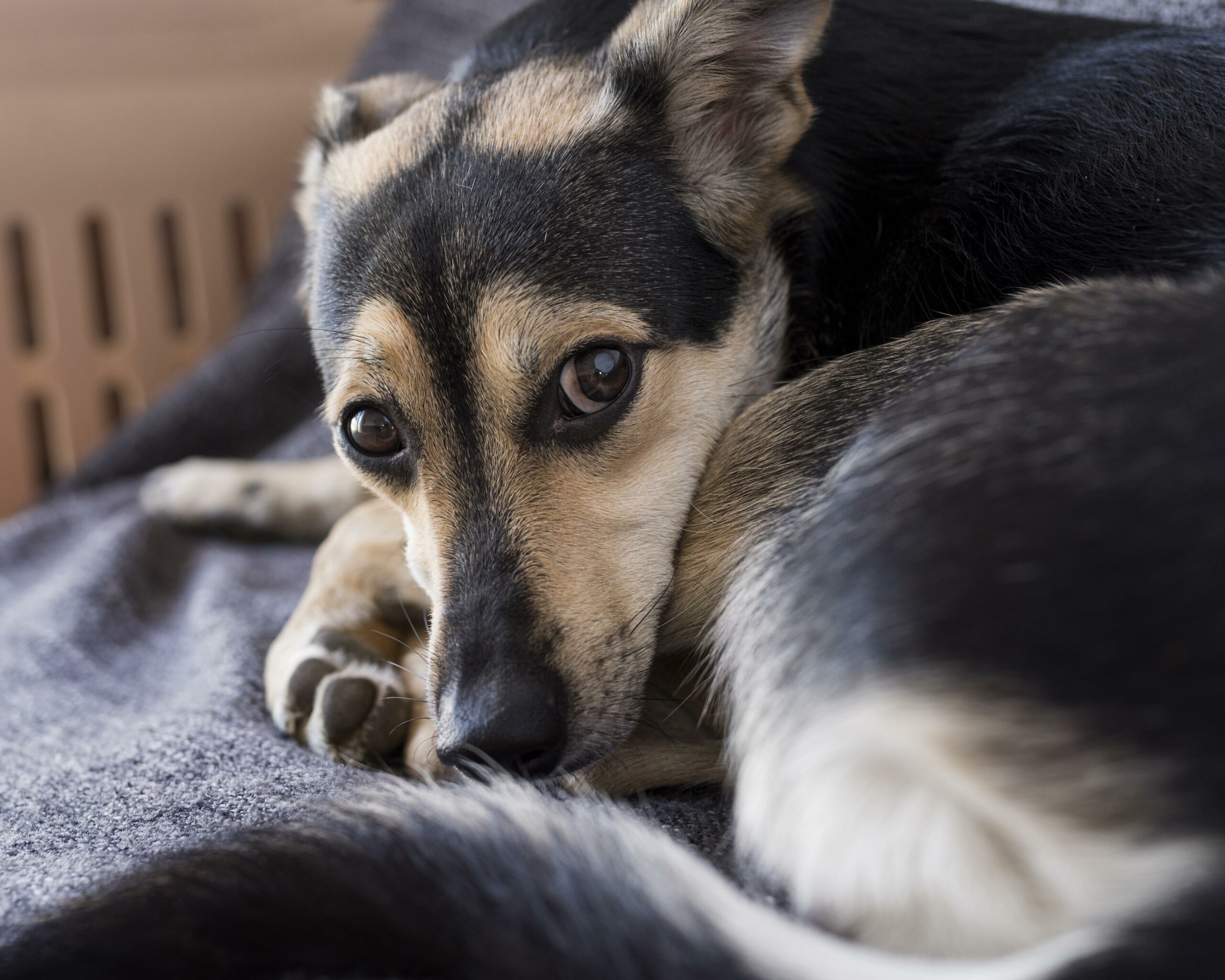 Hund ruht sich aus
