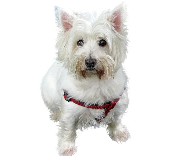 Westie