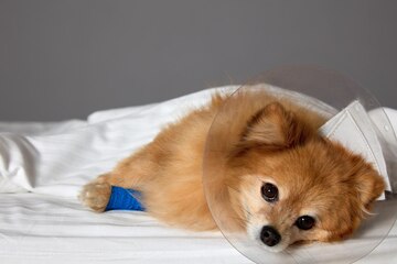 sehr schlapper Hund