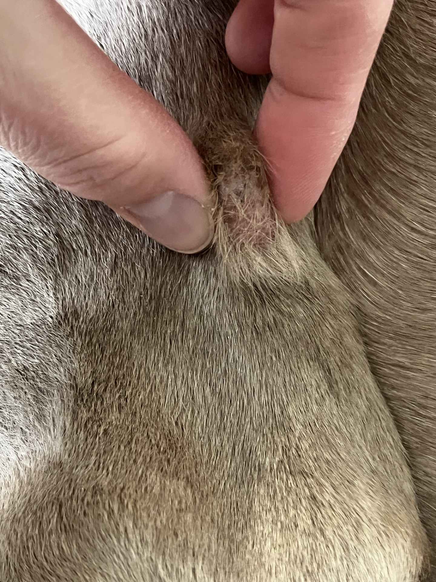 Mastzelltumor Hund