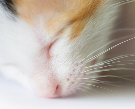 Katzennase