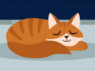 Schlafende Katze