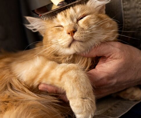 Katzenwäsche