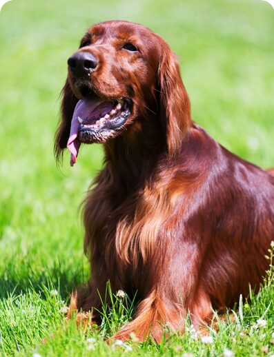 Irish Setter