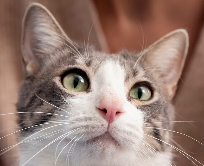 aufmerksame Katze