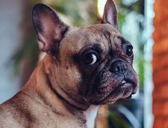 Frenchie