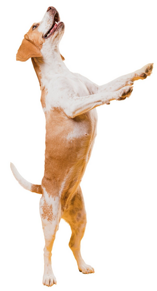 Springender Hund