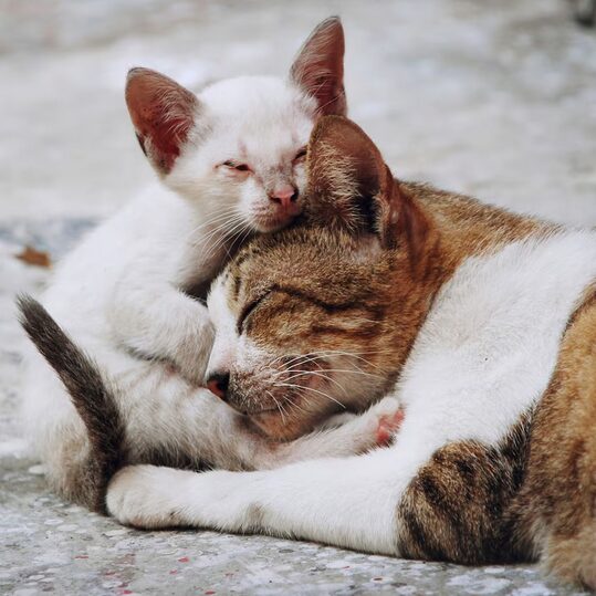 Schmusen