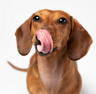 Lecker lecker