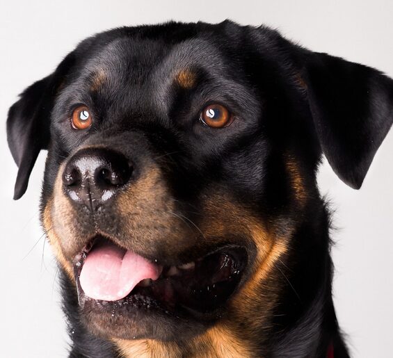 Rotti