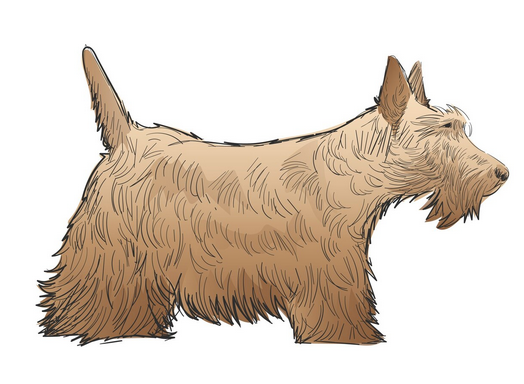 Scotch Terrier