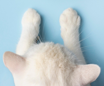 Katzenfüsse