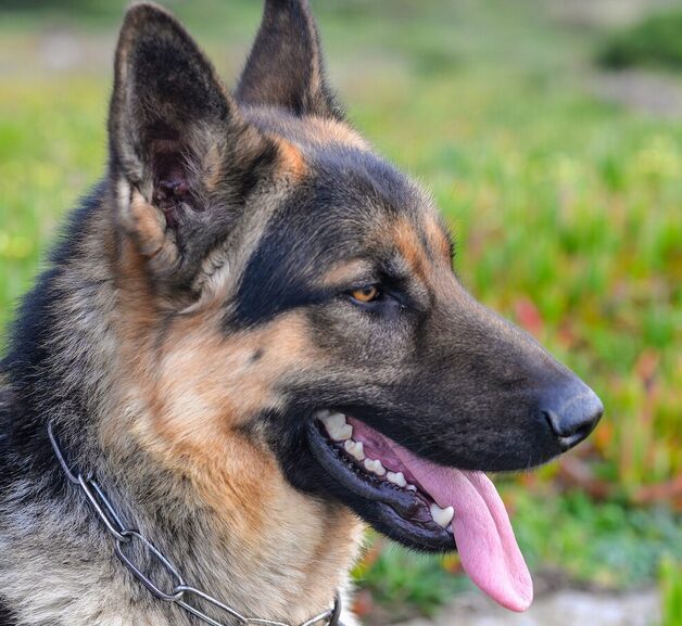 Schäferhund