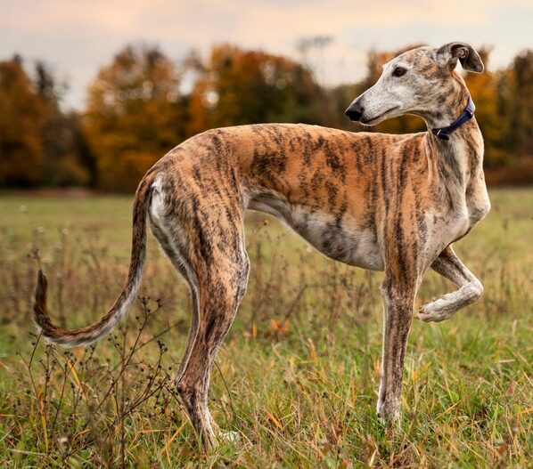 Greyhound