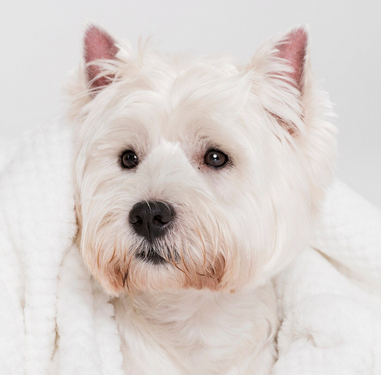 Westie im Tuch
