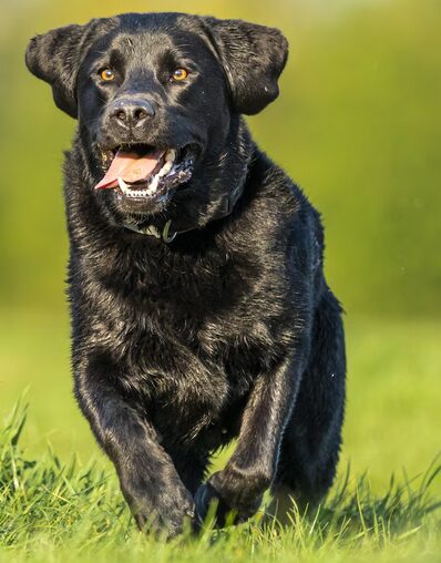 schneller Hund